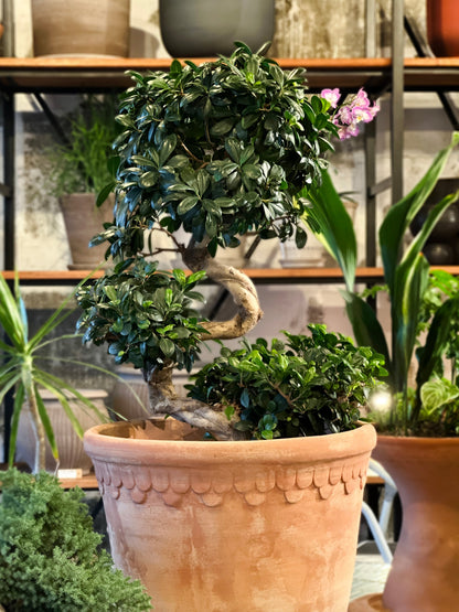 Ficus Retusa bonsai