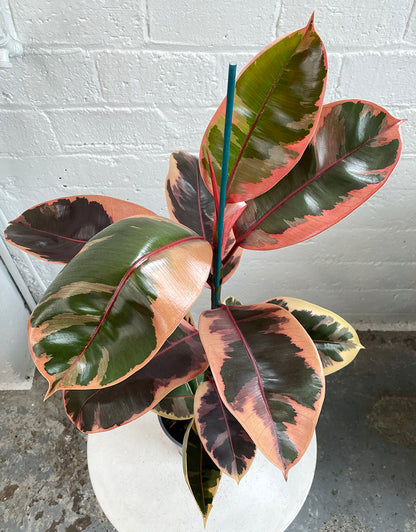 Ficus elastica 'Ruby'