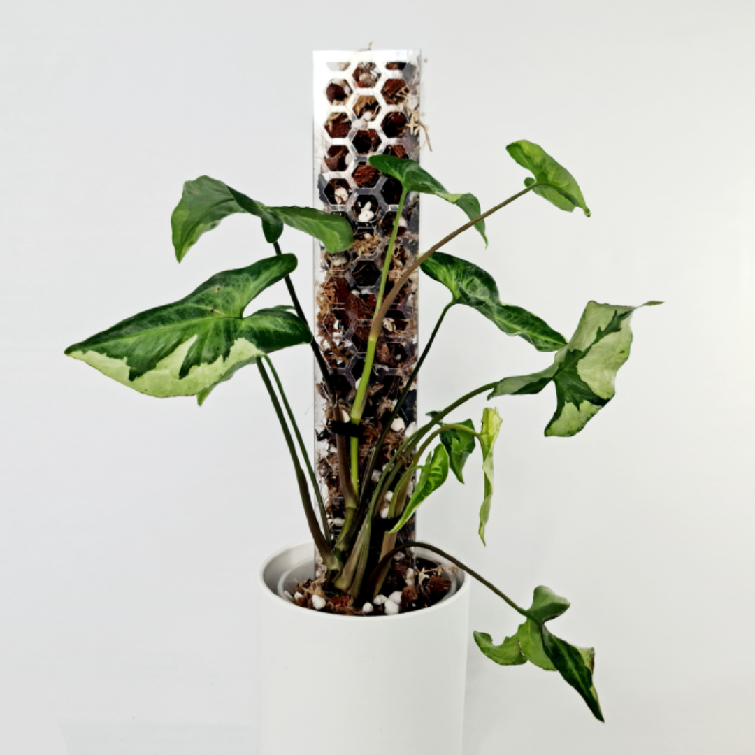 PlantThingy Media Poles  (7).png