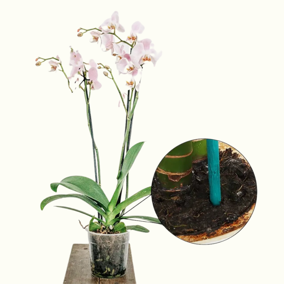 bamboo plant stake 40cm (2).png