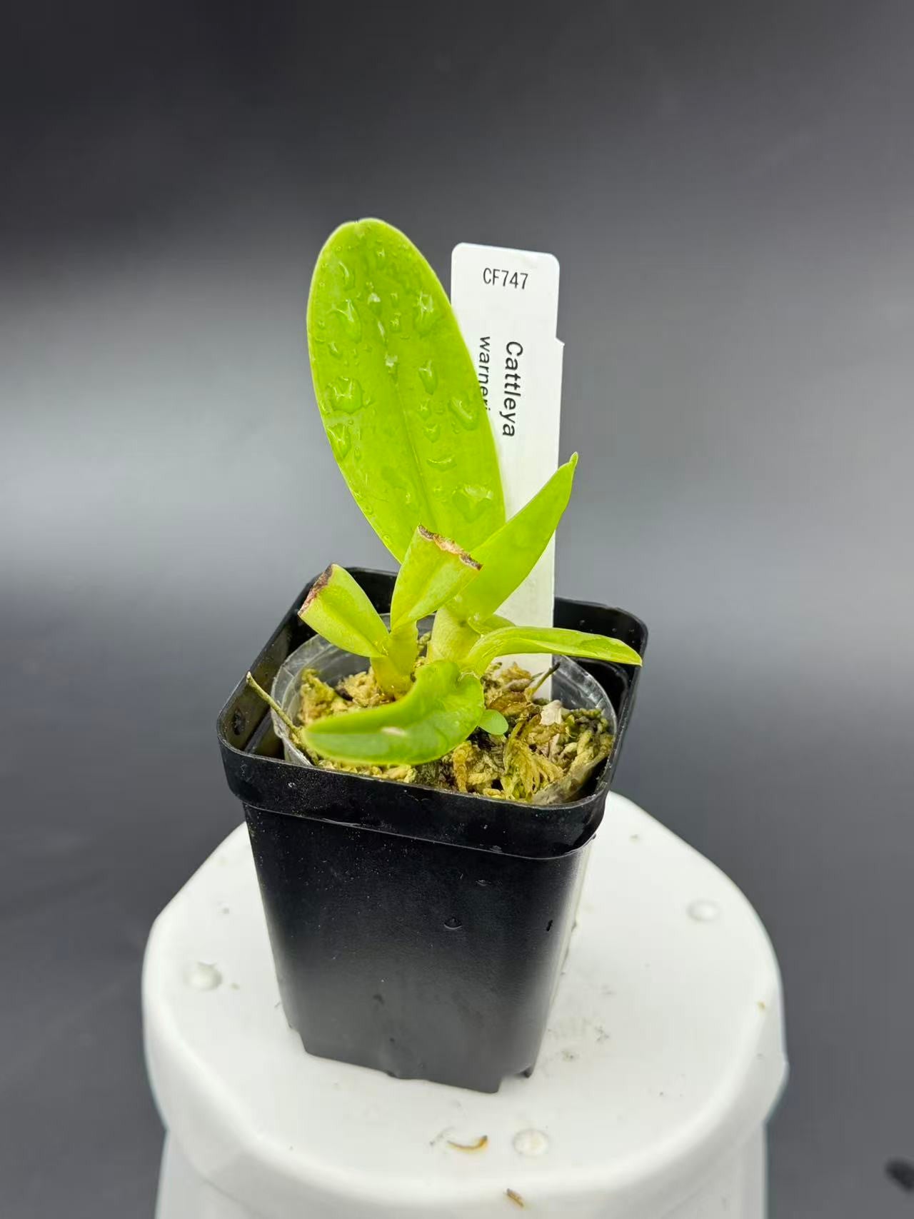 2c179d7c6bb925cbcad55524bf8e0b37.jpg