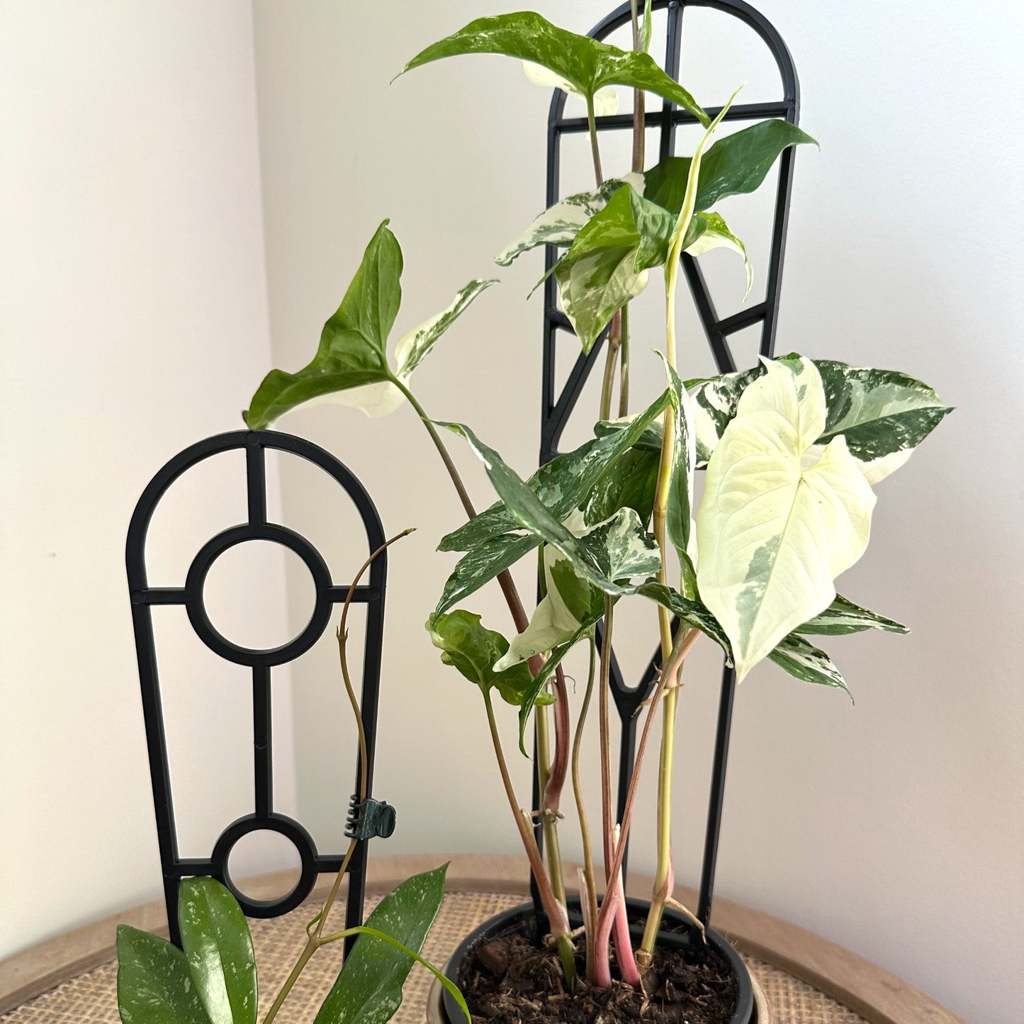 Plant Support trellis black 30 45 (3)_edited.jpg
