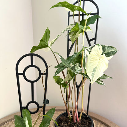 Plant Support trellis black 30 45 (3)_edited.jpg