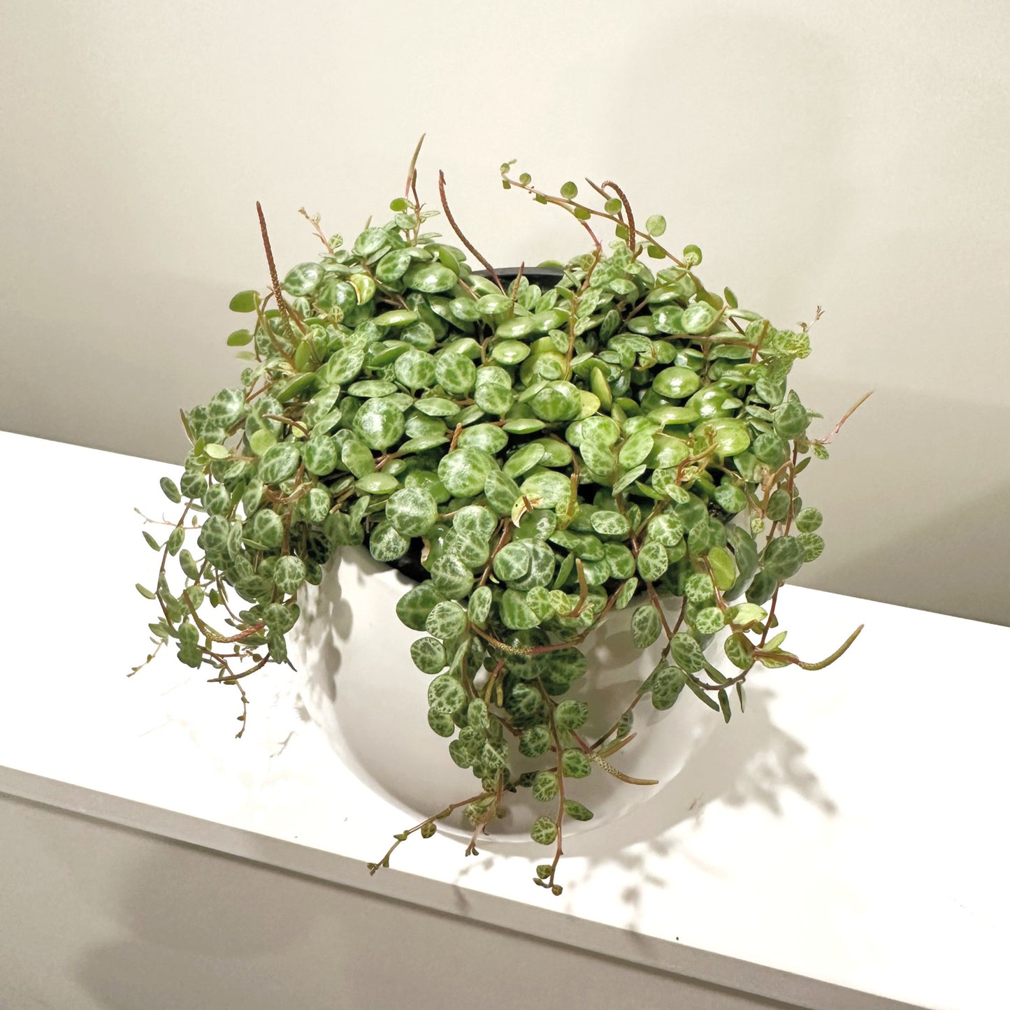 Peperomia String of Turtles 12cm (3)_edited.jpg