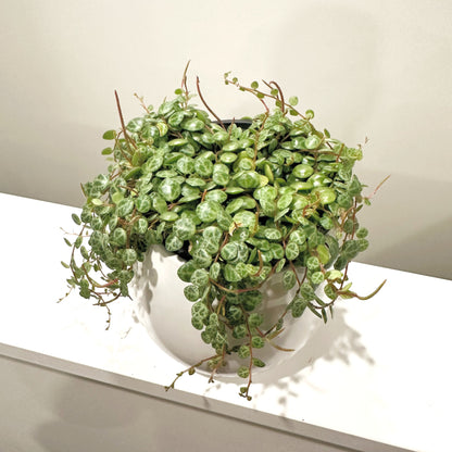 Peperomia String of Turtles 12cm (3)_edited.jpg