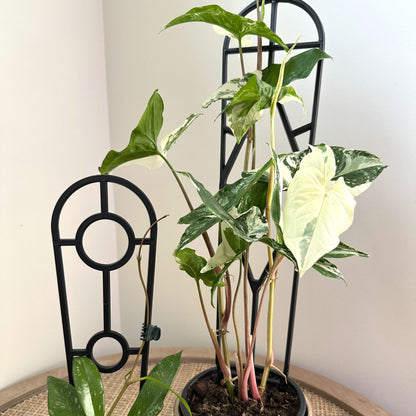 Plant Support trellis black 30 45 (3)_edited.jpg