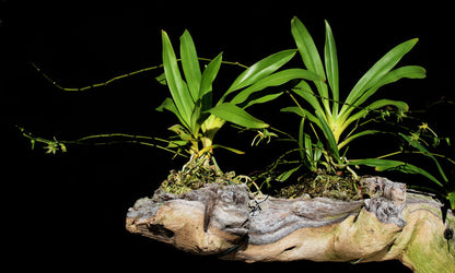 ?!label-Indicative photo