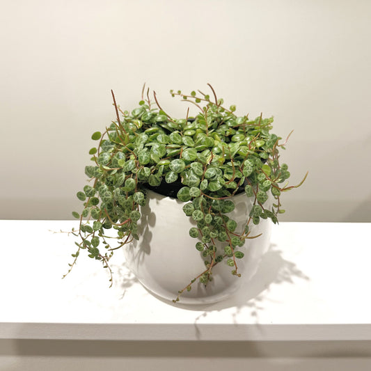 Peperomia String of Turtles 12cm (5)_edited.jpg
