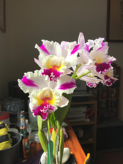 ?!label-Indicative photo