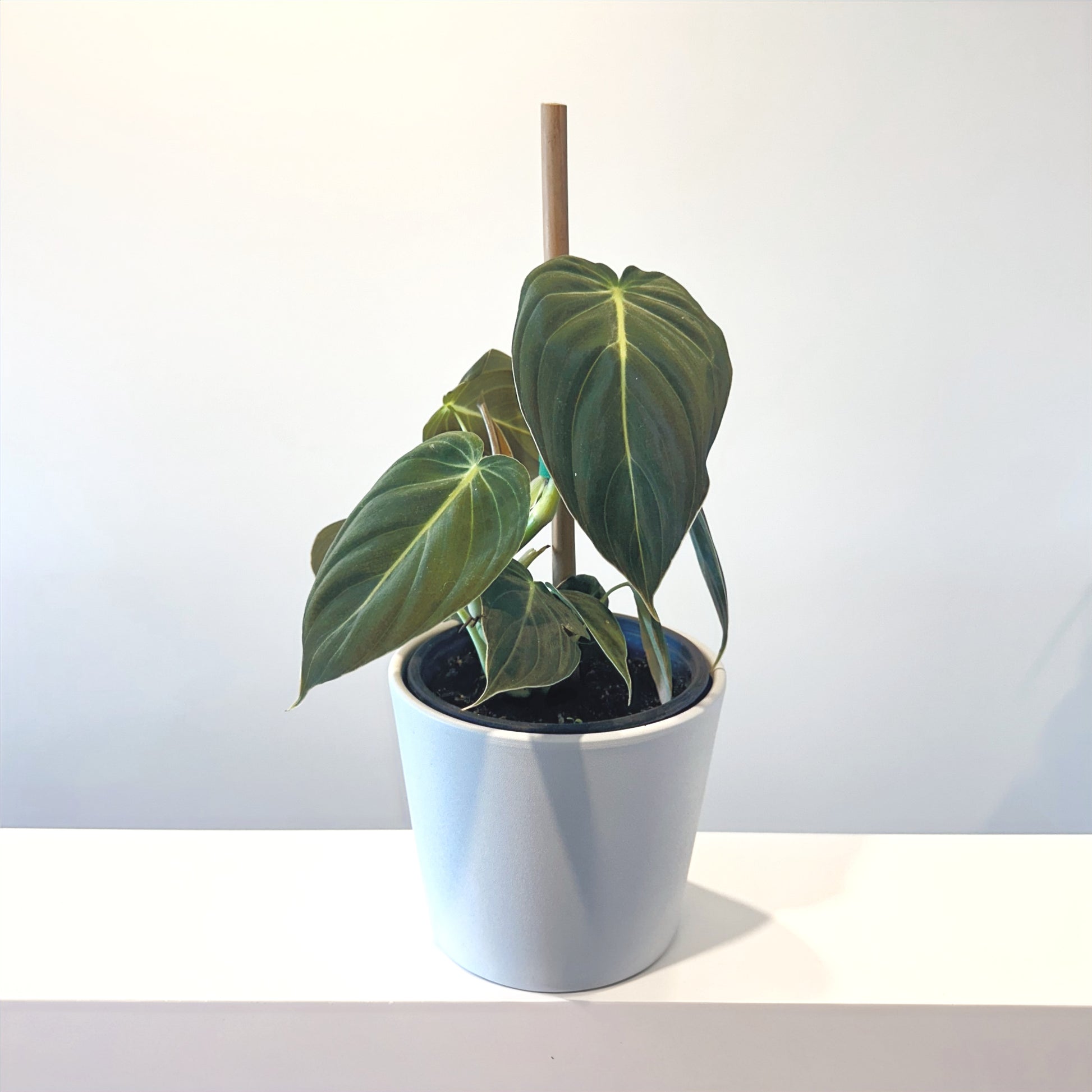 philodendron melanochrysum nz Philodendron Melanochrysum Black Gold 14cm – Jungle Story