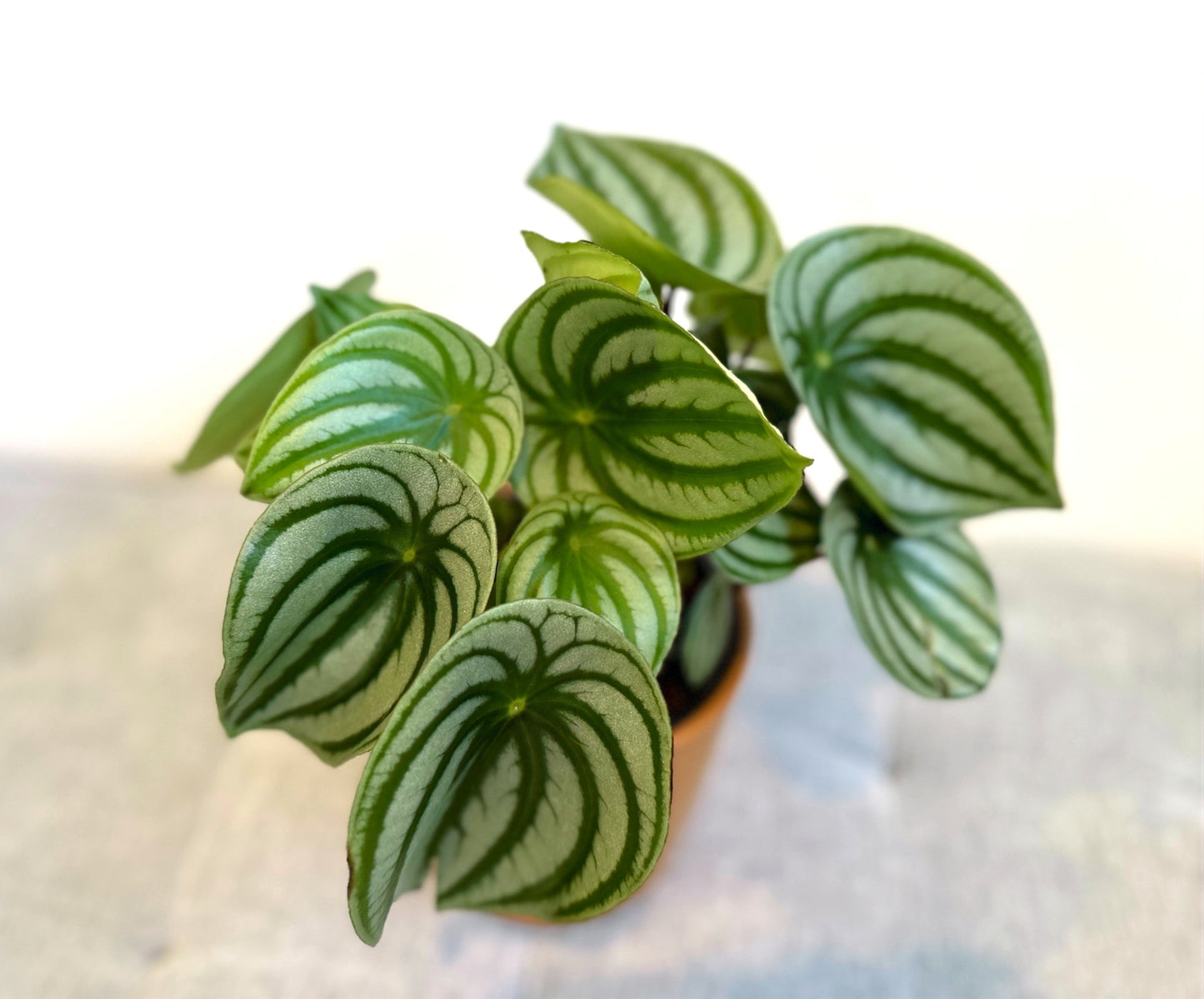 watermelon peperomia 14 (4)_edited.jpg