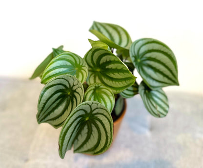 watermelon peperomia 14 (4)_edited.jpg