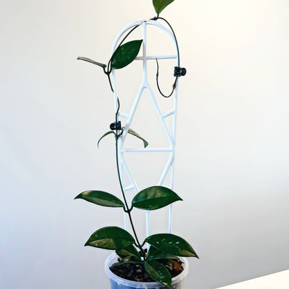 Hoya Carnosa (4)_edited_edited.jpg