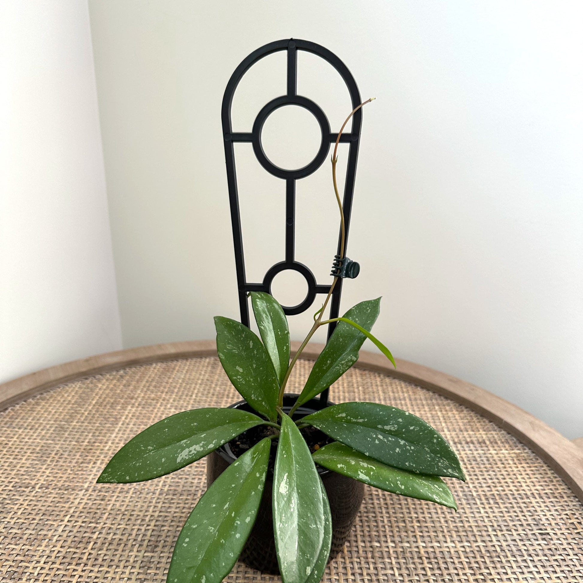 Plant support trellis black 30cm (2)_edited.jpg