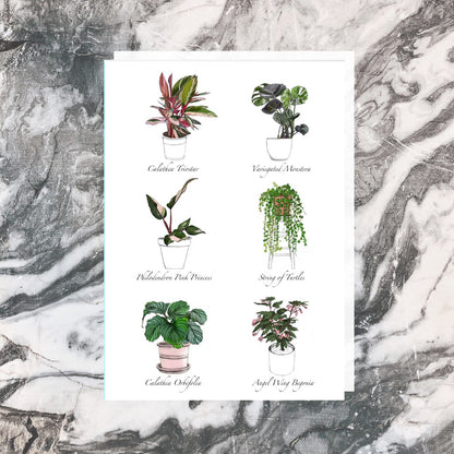 Jade Ell Greeting Cards_Indoor Plants_edited.jpg
