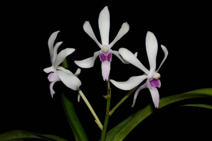 ?!label-Indicative photo