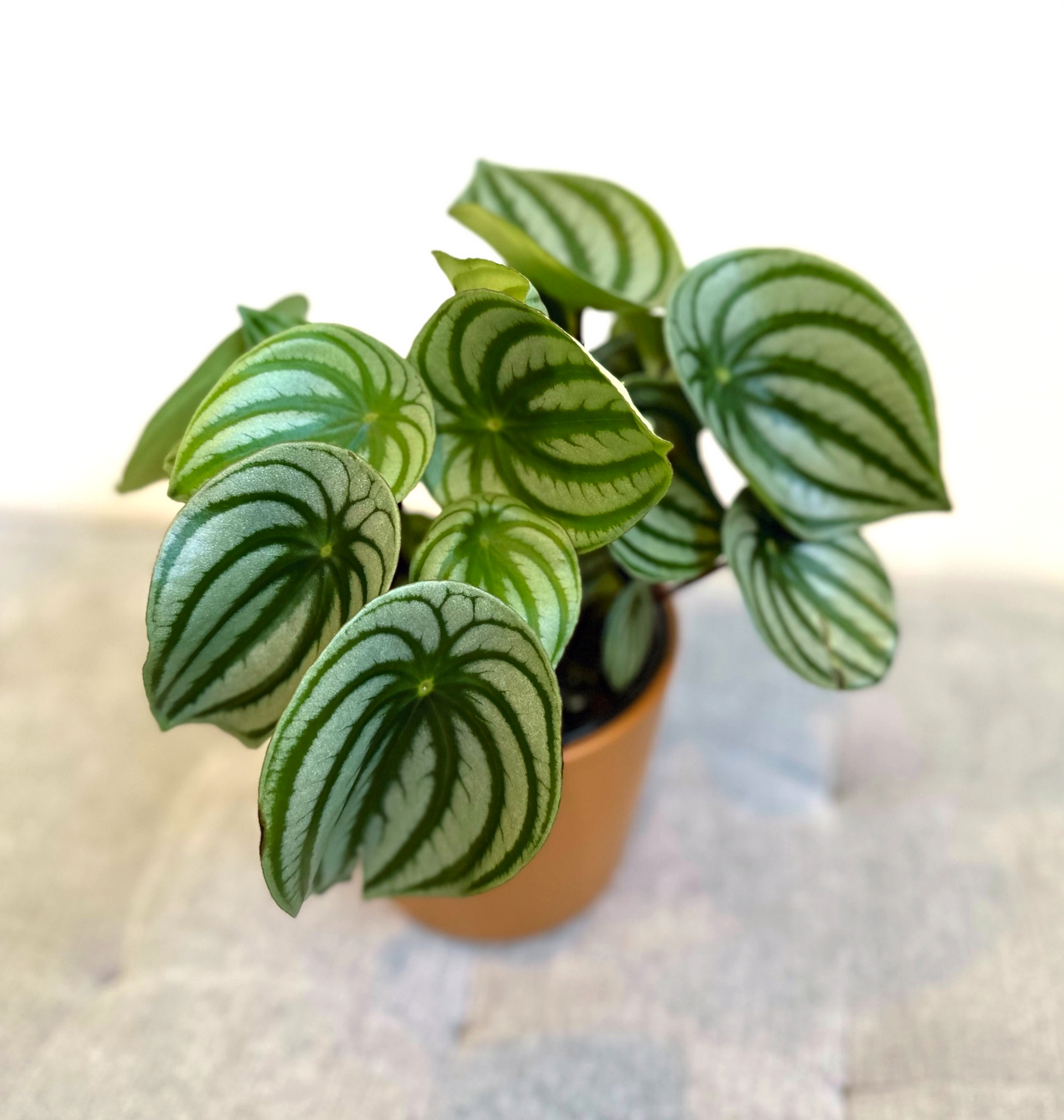 watermelon peperomia 14 (2)_edited.png