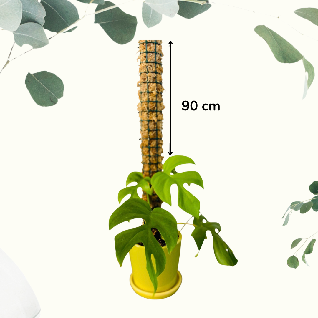 moss pole nz Handmade Plant Support Moss Pole – Jungle Story