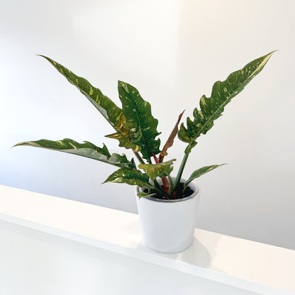 Philodendron Ring Fire 14cm (6)_edited.jpg