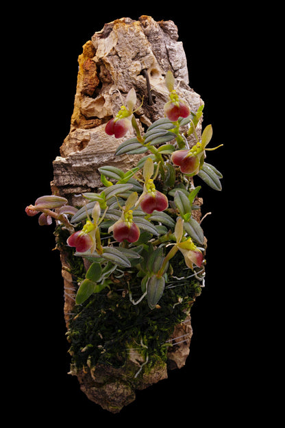 ?!label-Indicative photo