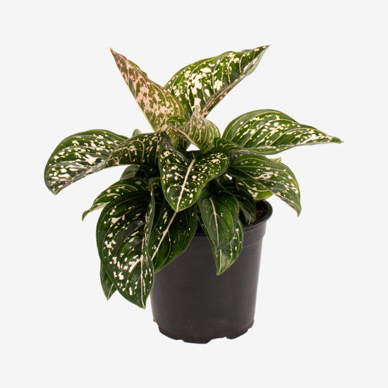 Aglaonema Tom's Pride 12cm Grey BG_edited.jpg