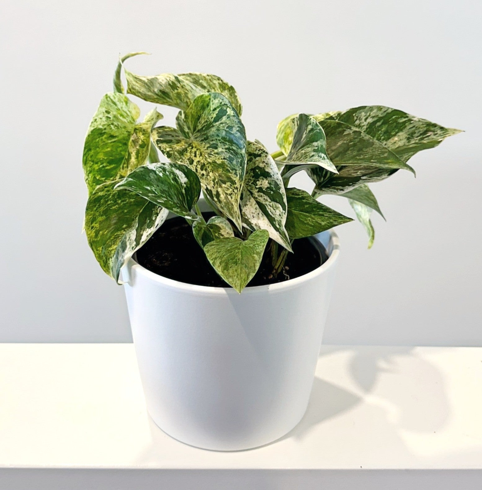 Marble queen pothos 14cm (2)_edited_edited.jpg