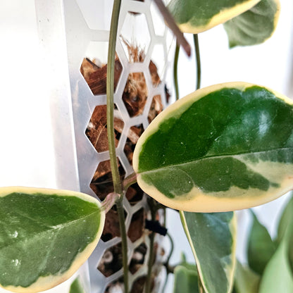 PlantThingy Media Pole_ (2).jpg