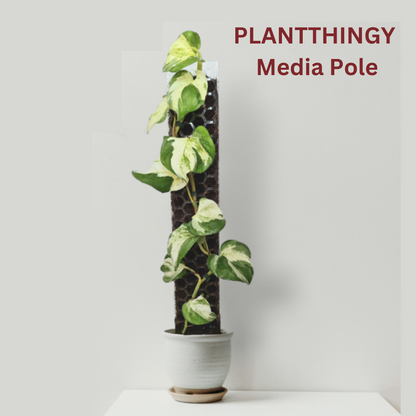 PlantThingy Media Pole_ (2).png