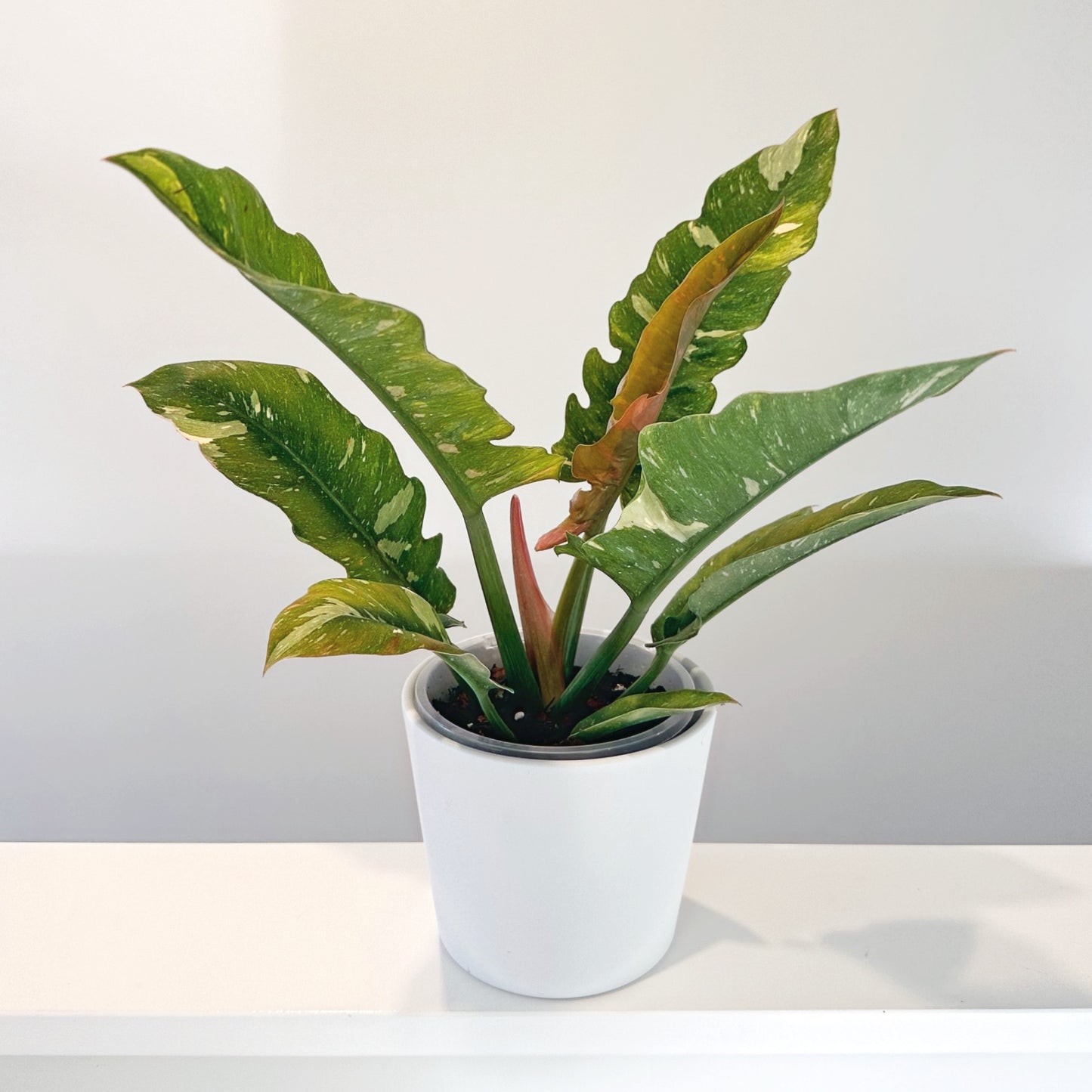 Philodendron Ring Fire 14cm (7)_edited.jpg