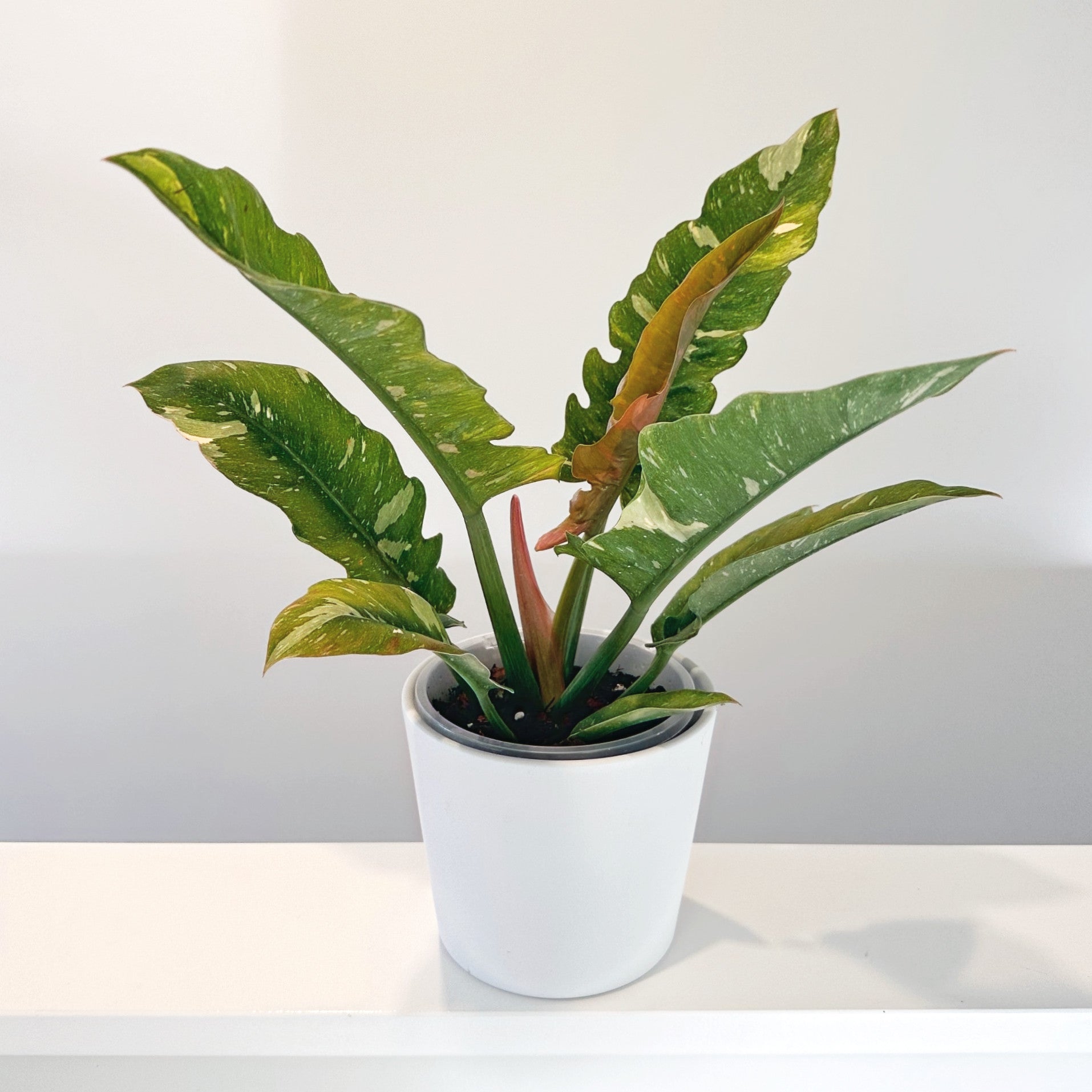 Philodendron Ring Fire 14cm (7)_edited.jpg