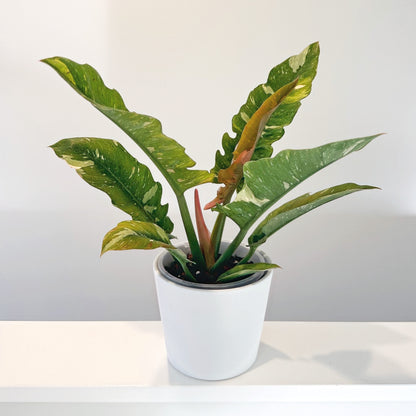 Philodendron Ring Fire 14cm (7)_edited.jpg