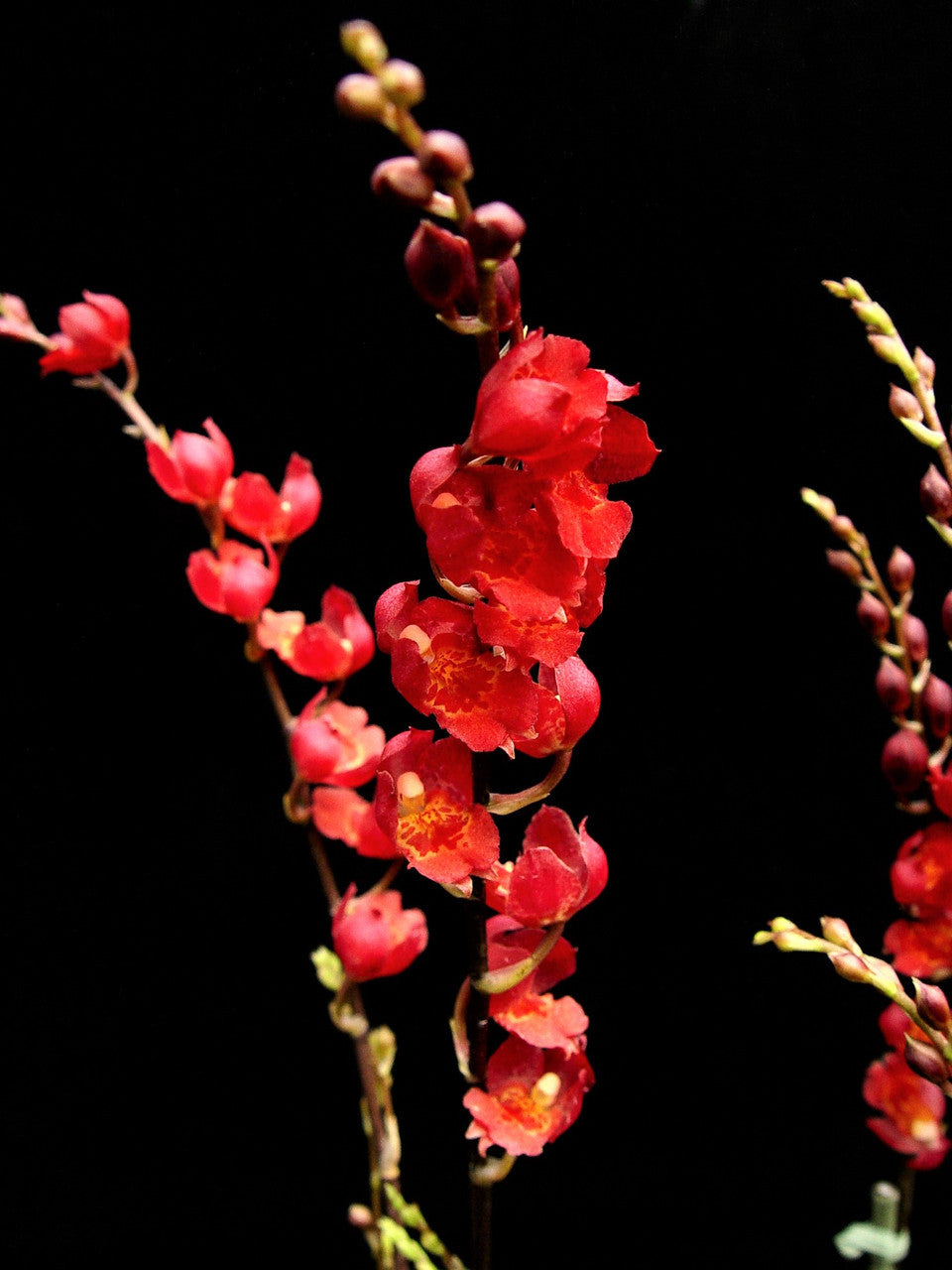 ?!label-Indicative photo