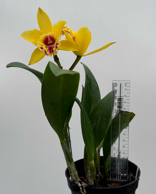 ?!label-Indicative photo