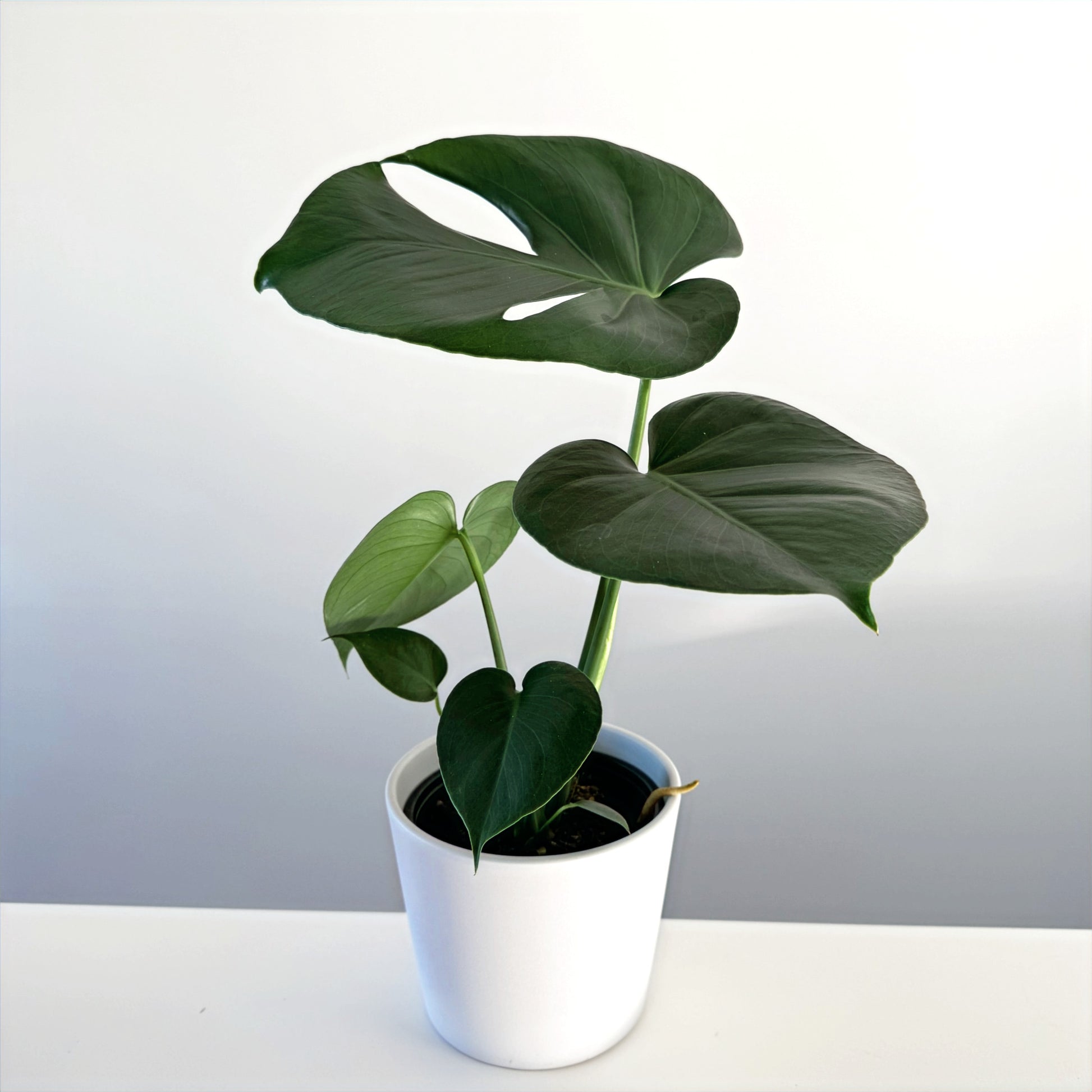 Monstera deliciosa 14cm (1)_edited.jpg