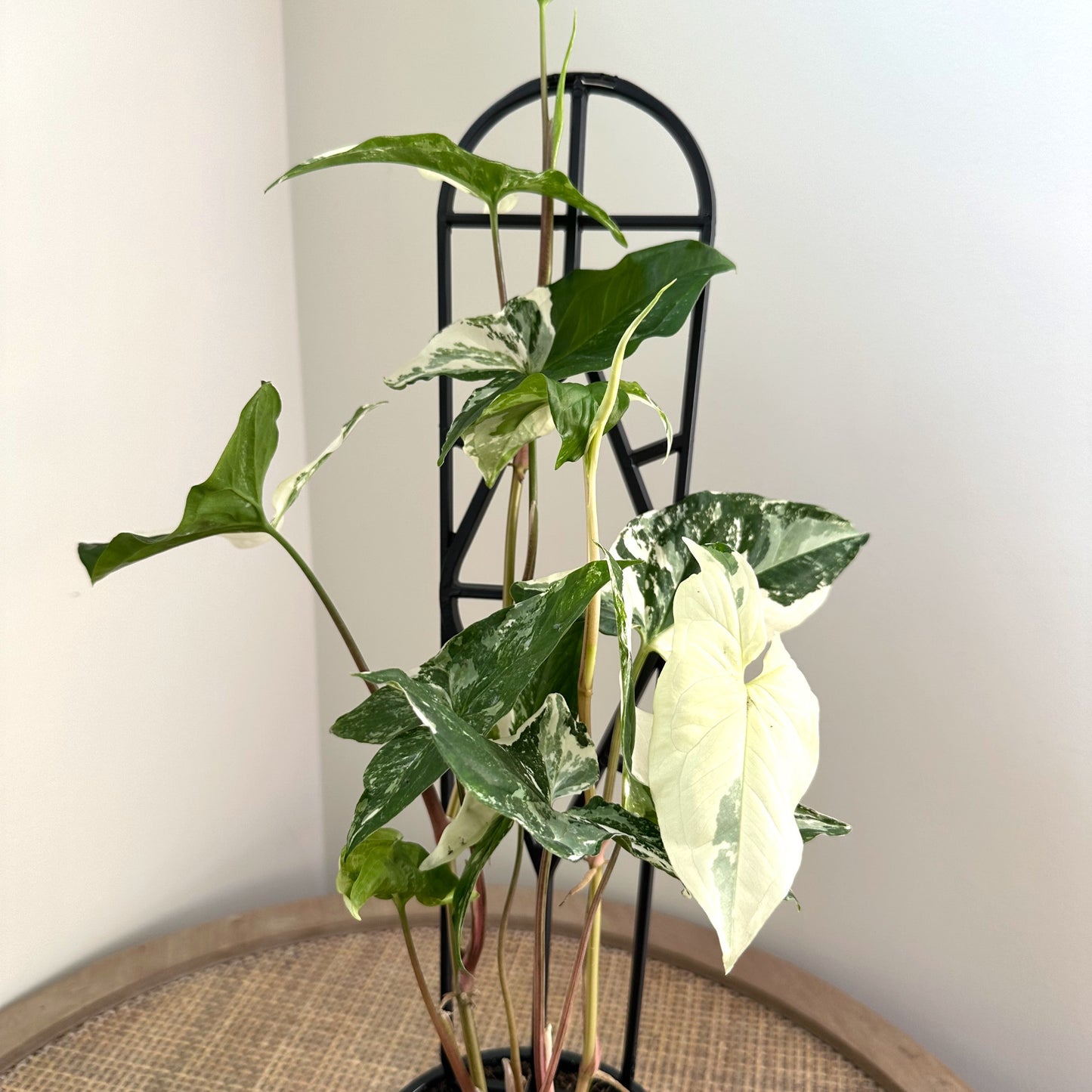 Plant suppot trellis black 45cm (3)_edited.jpg
