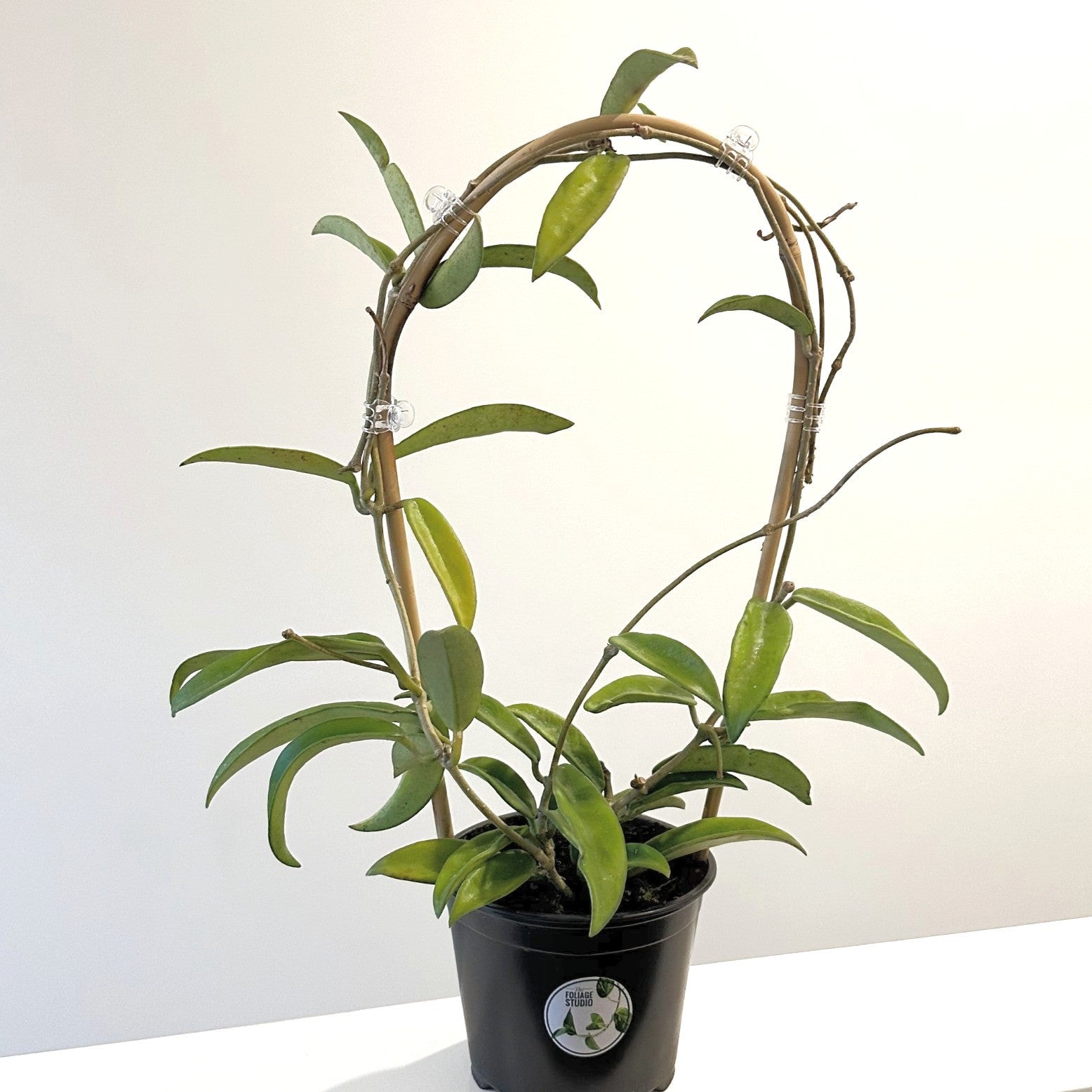 Hoya Minibelle 12cm (4)_edited_edited.jpg