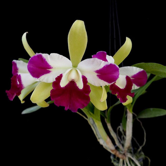 ?!label-Indicative photo