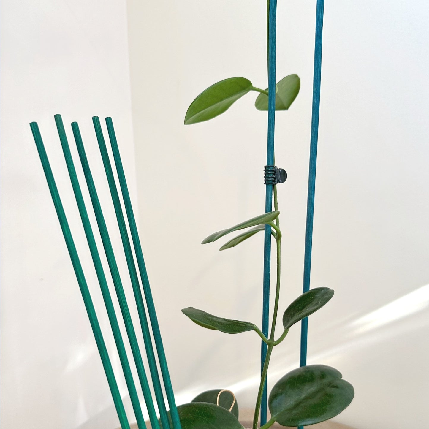 Plant stake 40 50cm (3)_edited.jpg