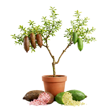 Fingerlime - brown and green.png