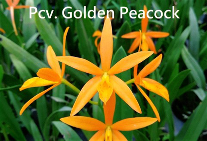 ?!label-Indicative photo