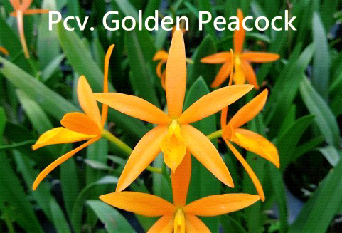 ?!label-Indicative photo