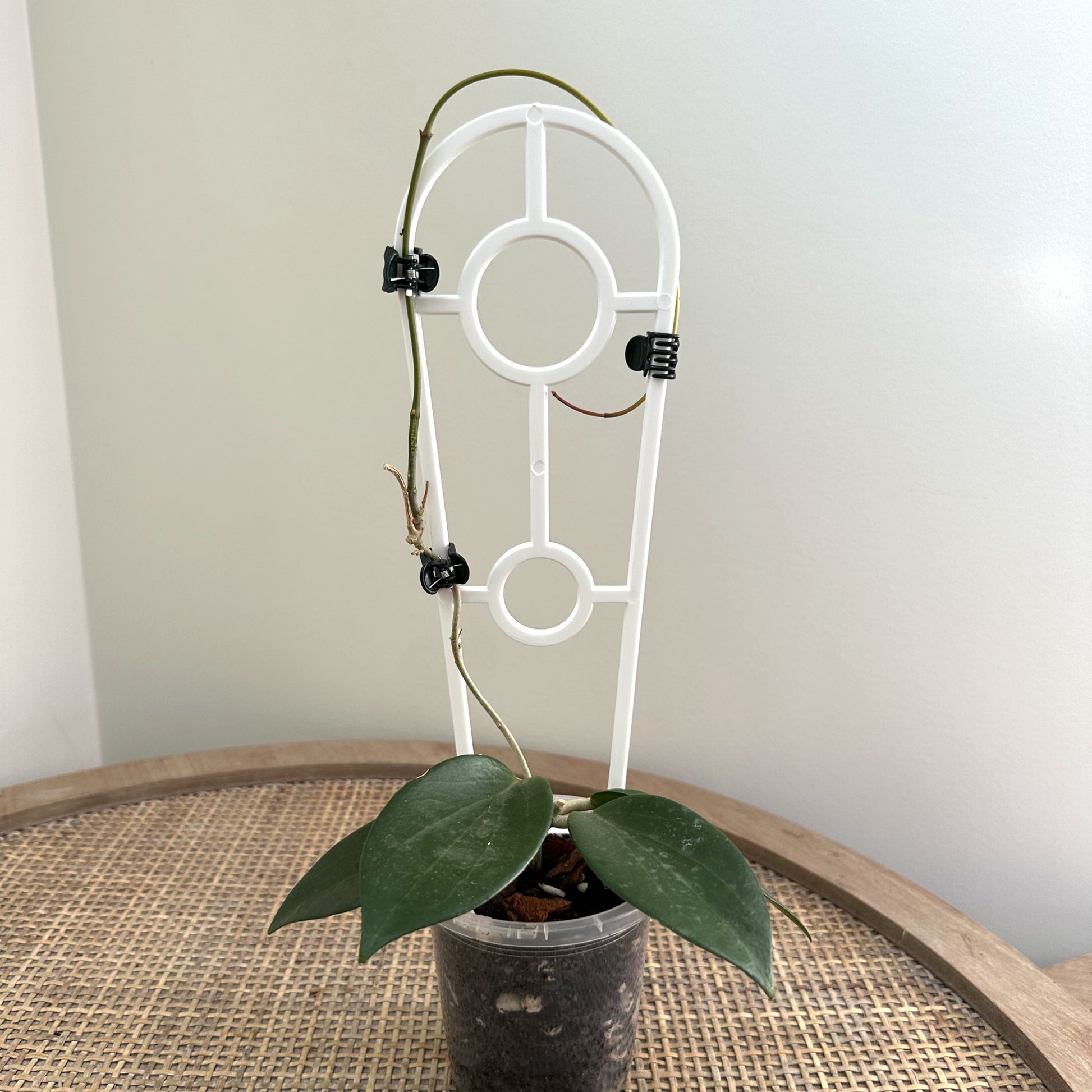 Plant Support trellis white 30 (1)_edited.jpg