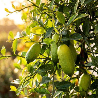 inca-plant-nursery-giant-green-finger-lime.jpg