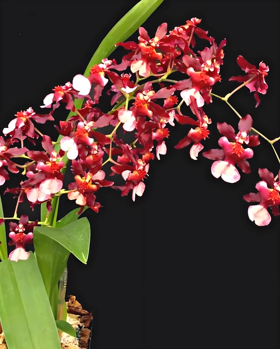 cc7ab608763cbfbd4fa55daa9d0d82e.png