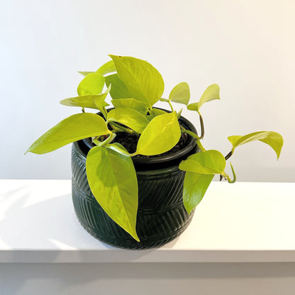 Neon Pothos 14cm (9)_edited.jpg