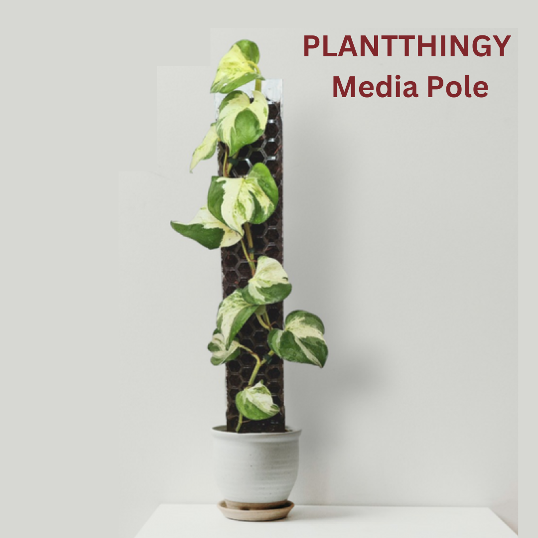 PlantThingy Media Pole_ (2).png