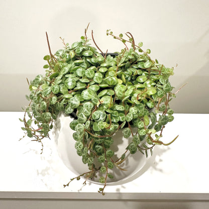 Peperomia String of Turtles 12cm (1)_edited.jpg