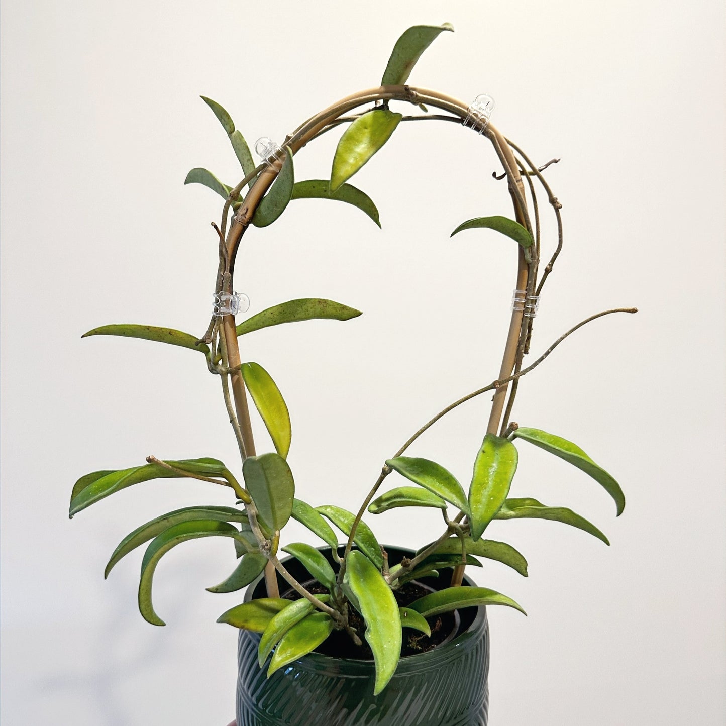 Hoya Minibelle 12cm (1)_edited.jpg