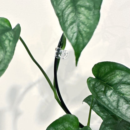 Clear Plant Clips (1)_edited.jpg