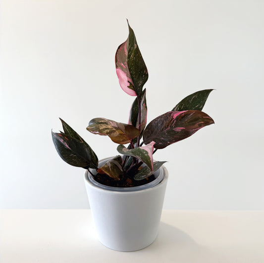 Philodendron PinkPrincess 14cm (1)_edited.jpg